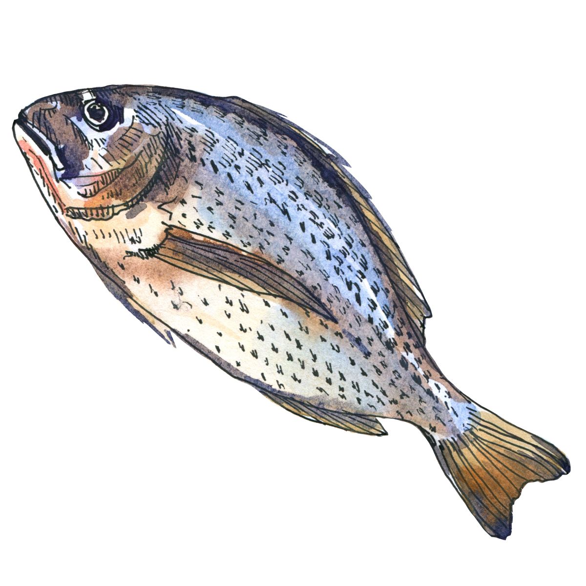 Fish Meal