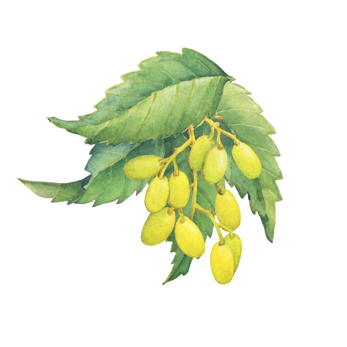 neem seed for planting Neem Seed Meal – Soil Doctor