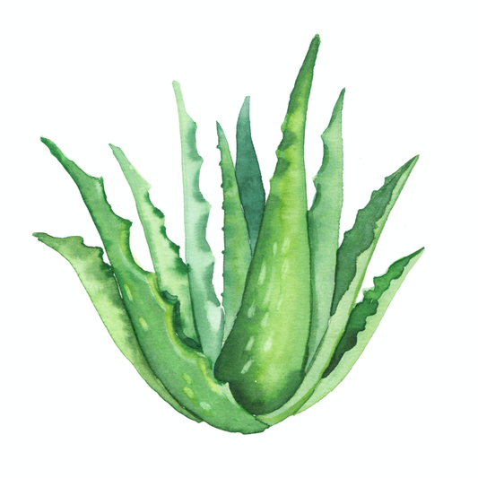 Aloe Powder