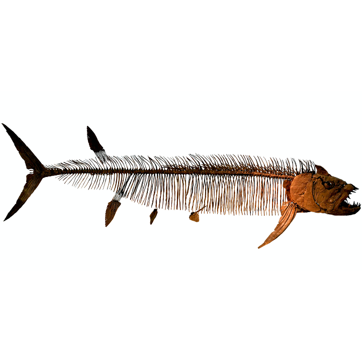 Fish Bone Meal Soil Doctor fish-bone-meal-soil-doctor